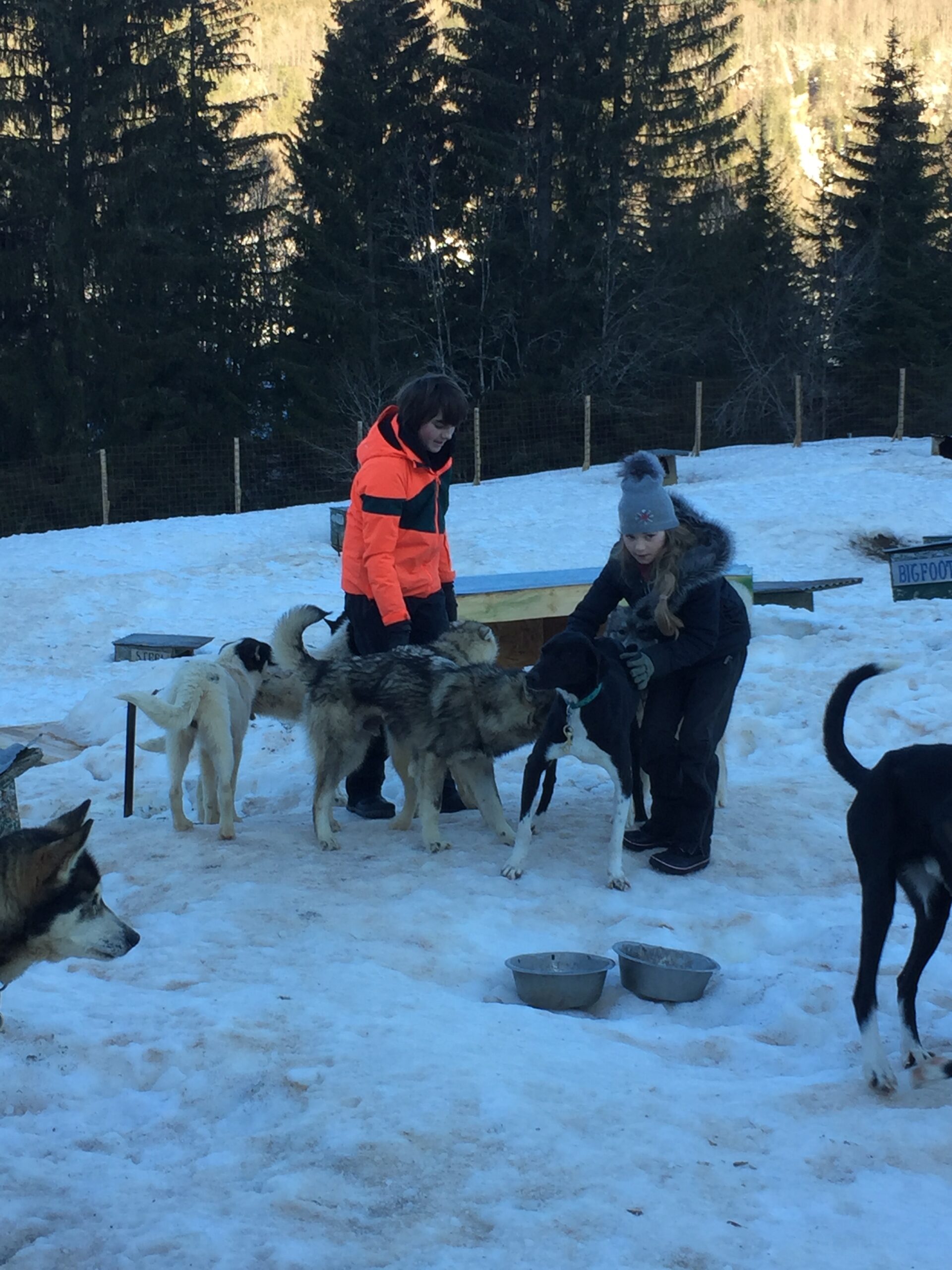 Stage de soigneur canin d'un matin